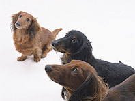 もりやま犬と猫の病院のイメージ4