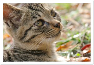 こだま動物病院写真3