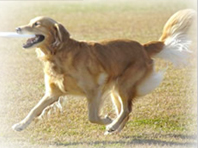 野村犬猫病院のイメージ4