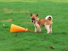 豊島犬猫病院のイメージ2