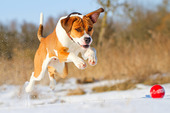 八田犬猫クリニックのイメージ1